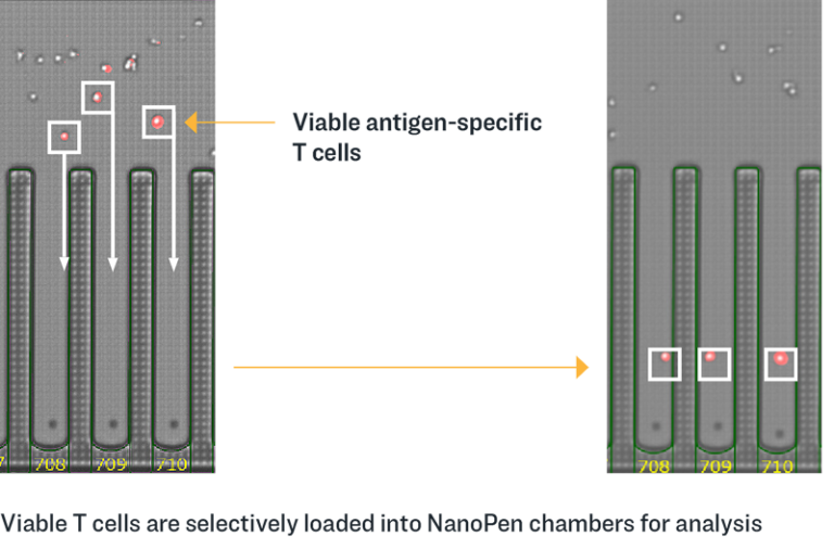 T Cell Profiling - Bruker Cellular Analysis