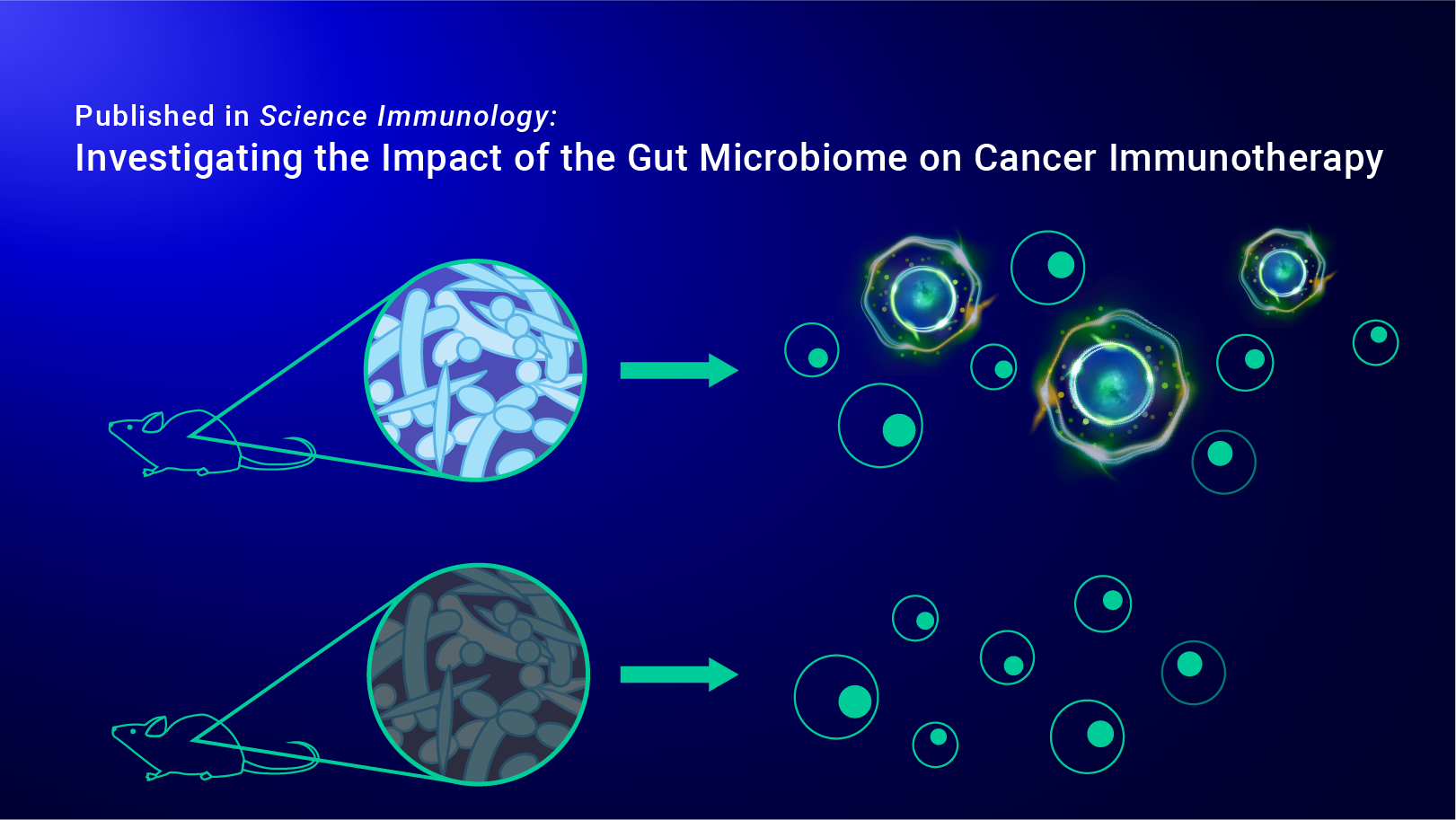 Blog-Post_Investigating-the-Impact-of-the-Gut-Microbiome-on-Cancer-Immunotherapy_jt-1