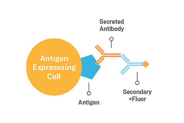 Membrane-bound Antigen Cell-binding Assay