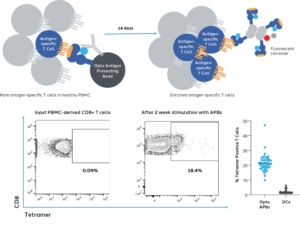 T Cell Profiling Bruker Cellular Analysis 2561