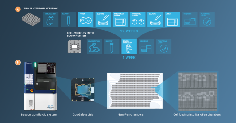 Navigating Challenges In B Cell Diversity By Leveraging Bruker’s Opto ...