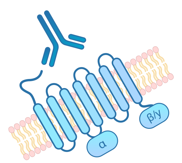 maximize-multi-transmembrane-proteins-580​-outline-b