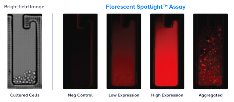 cld-brightfield-panel