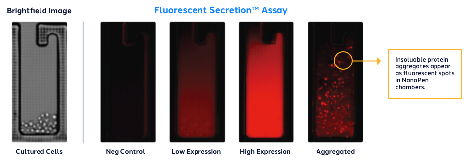 fluorescent-spotlight-assay-protein