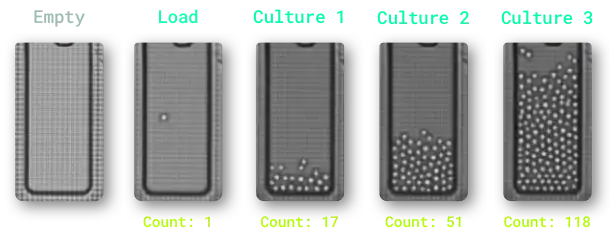 cld-monoclonality-panel-opt cld-monoclonality-panel-opt