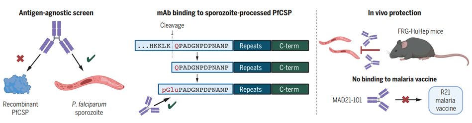 Antibodies targeting the sporozoite pGlu-CSP site can prevent malaria