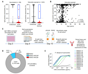 Isolation of rare anti-malarial sporozoite monoclonal antibodies (mAbs) using an antigen-agnostic strategy
