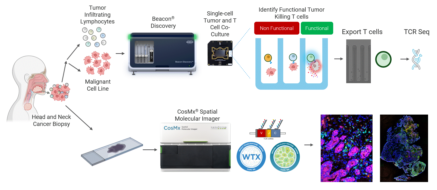 Head and neck cancer tumors are dissociated and co-cultured on the Beacon platform to functionally identify tumor-reactive T cells, which are then exported for downstream sequencing (top). In parallel, head and neck cancer biopsies from the same patient are analyzed on the CosMx platform (bottom) using a targeted TCR panel, whole transcriptome (WTX), and an immuno-oncology protein panel to spatially resolve tumor-reactive T cells within the tumor microenvironment.