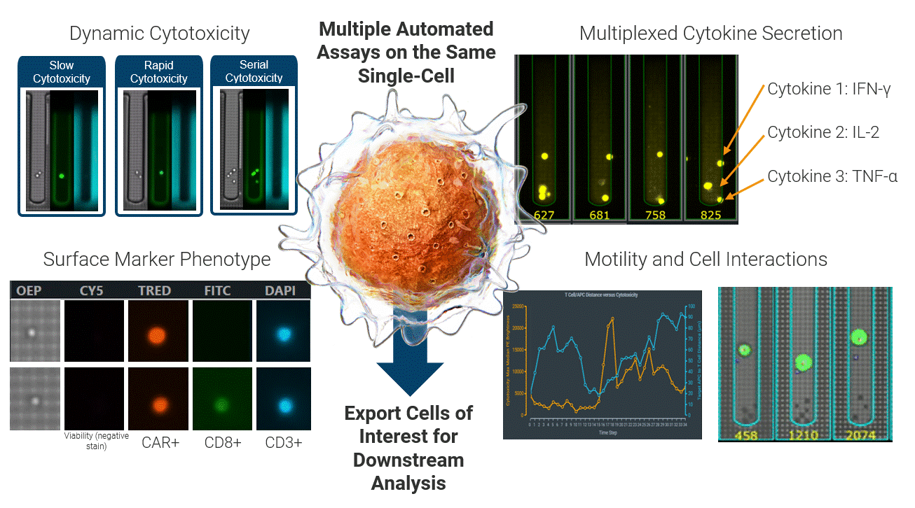 Integrated single-cell functional profiling on the Beacon enables simultaneous measurement of cytotoxicity, cytokine secretion, surface phenotype, and dynamic cell behavior from the same individual cell. Functional cells can then be exported for TCR sequencing, directly linking live function to TCR identity.