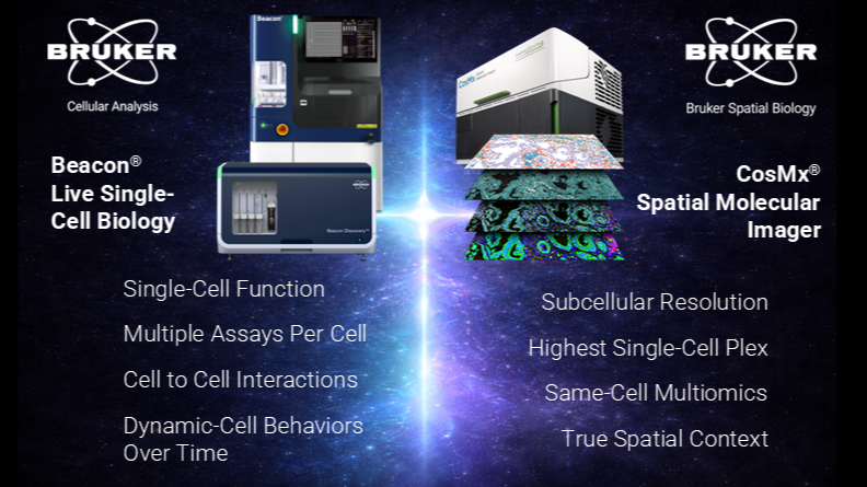 Bruker Cellular Analysis and Bruker Spatial Biology systems shown side‑by‑side, illustrating how the Beacon Platform(s) and the CosMx Spatial Molecular Imager work together for linking live T cell function with spatial biology. The left side highlights Beacon capabilities such as single‑cell function, multiple assays per cell, cell‑to‑cell interactions, and dynamic cell behavior over time. The right side highlights CosMx features including subcellular resolution, highest single‑cell plex, same‑cell multiomics, and true spatial context, displayed over layered spatial imaging panels.
