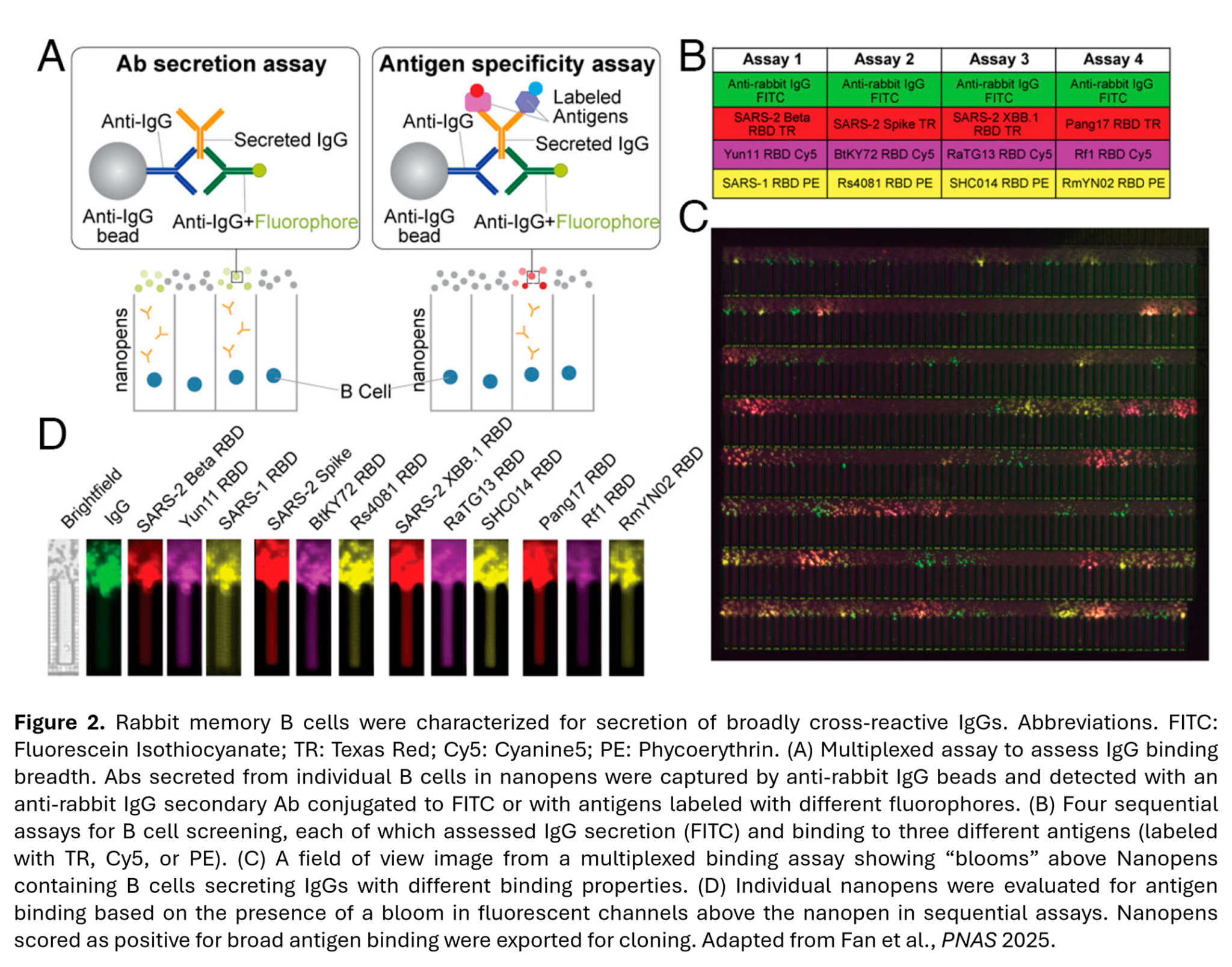 AI Functional Antibodies: From Design to Cell Binding Candidates ...