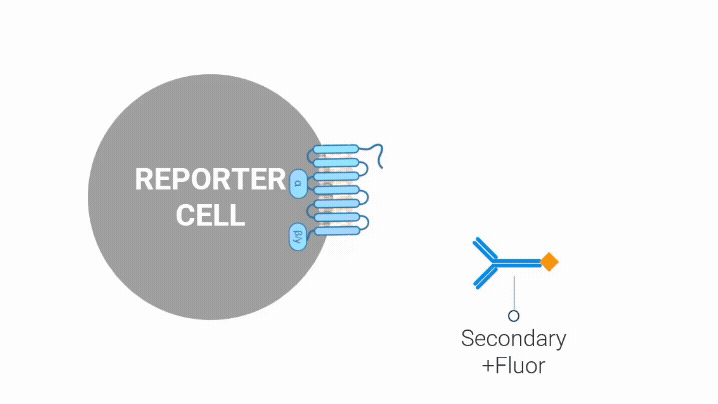 membrane-gifschematic