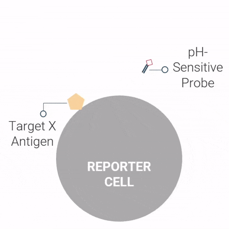 InternalizationAssaySchematic